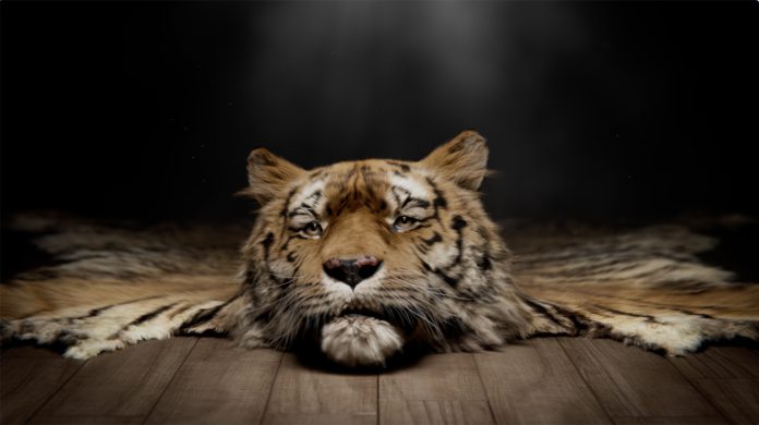 Ray the Rug and Monster Sauce deliver a global message to save wild tigers